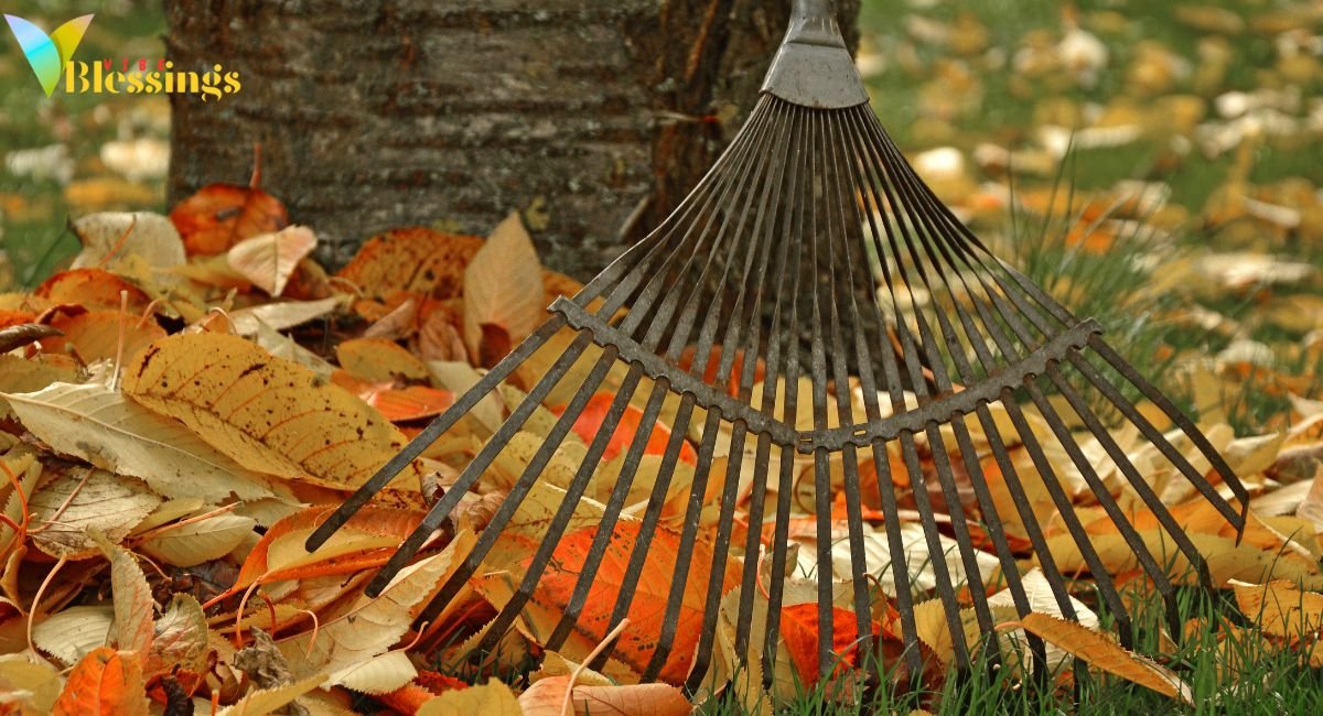 The Great Leaf Rake & Jump