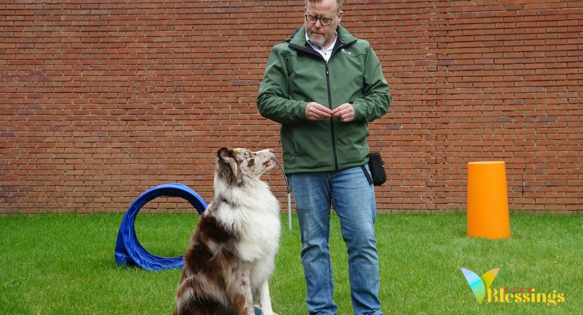 Top-Quality Dog Leashes for Every Adventure