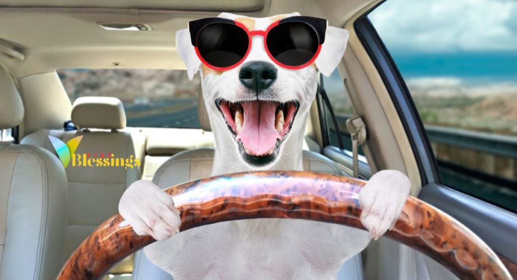 The Short & Witty Wonders 